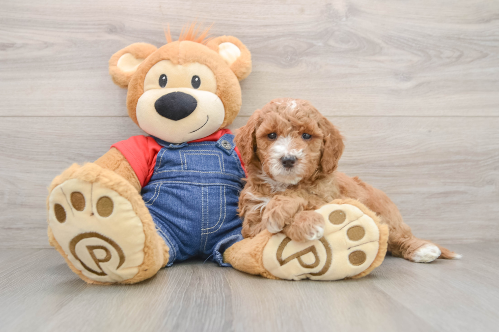 Mini Goldendoodle Puppy for Adoption