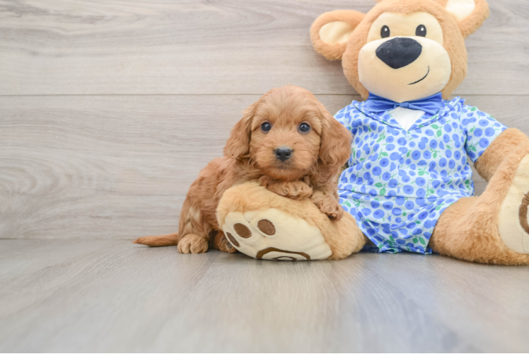 Popular Mini Goldendoodle Poodle Mix Pup