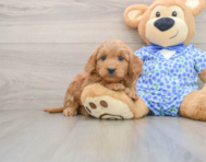 6 week old Mini Goldendoodle Puppy For Sale - Seaside Pups