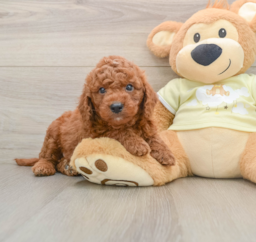9 week old Mini Goldendoodle Puppy For Sale - Seaside Pups