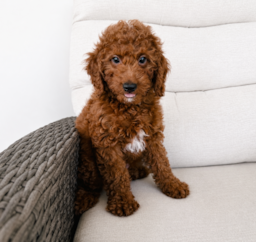 9 week old Mini Goldendoodle Puppy For Sale - Seaside Pups