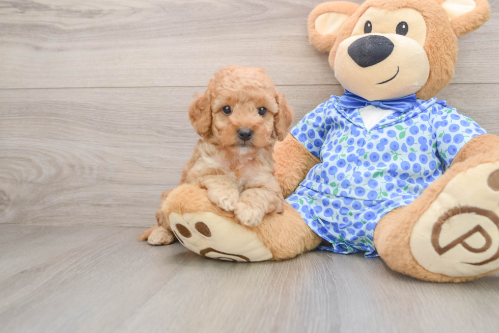 Happy Mini Goldendoodle Baby