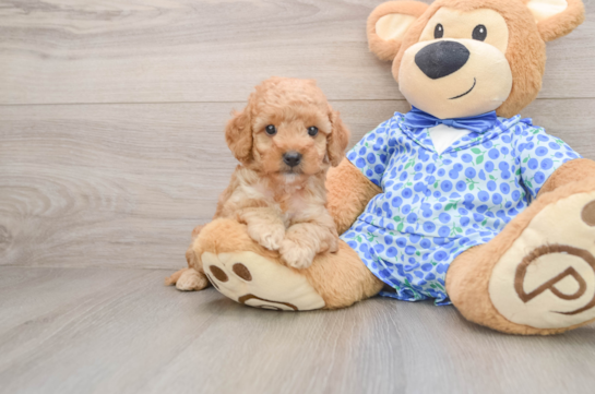 GEORGE, a Mini Goldendoodle littermate