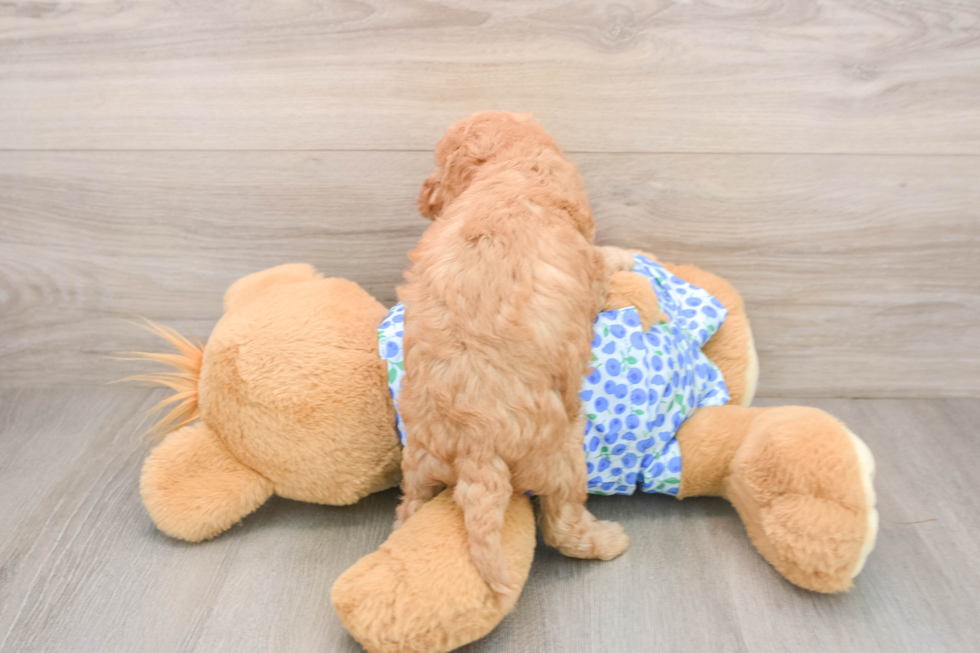 Petite Mini Goldendoodle Poodle Mix Pup