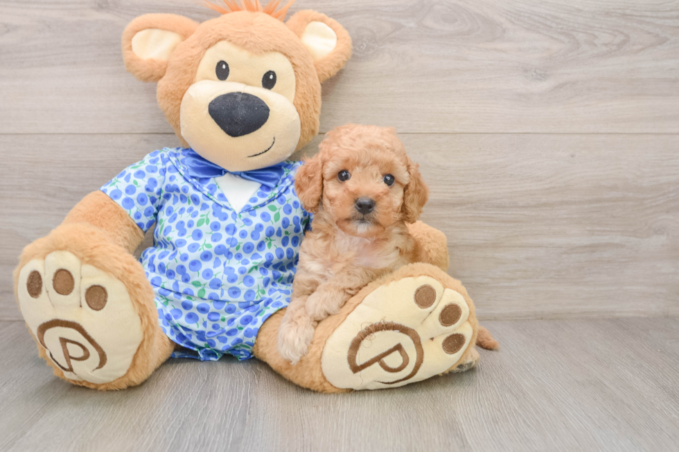 Popular Mini Goldendoodle Poodle Mix Pup