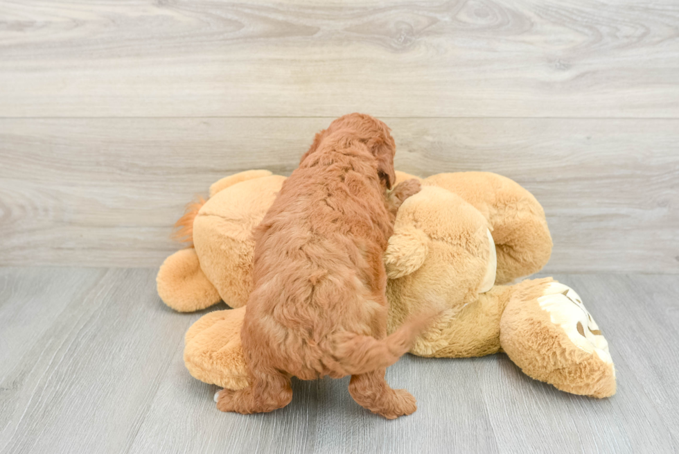 Mini Goldendoodle Pup Being Cute