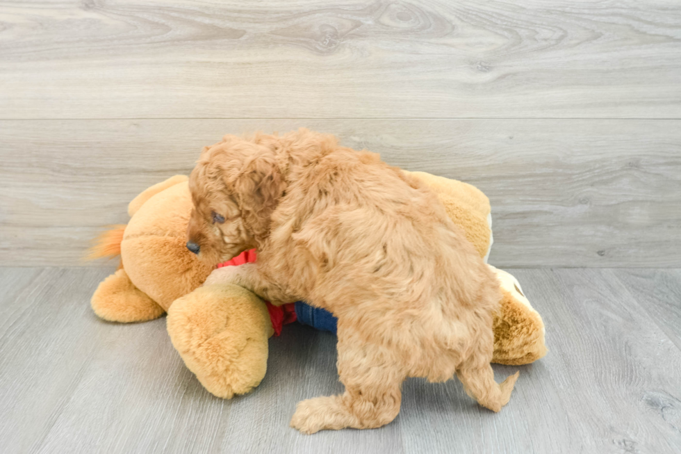 Funny Mini Goldendoodle Poodle Mix Pup