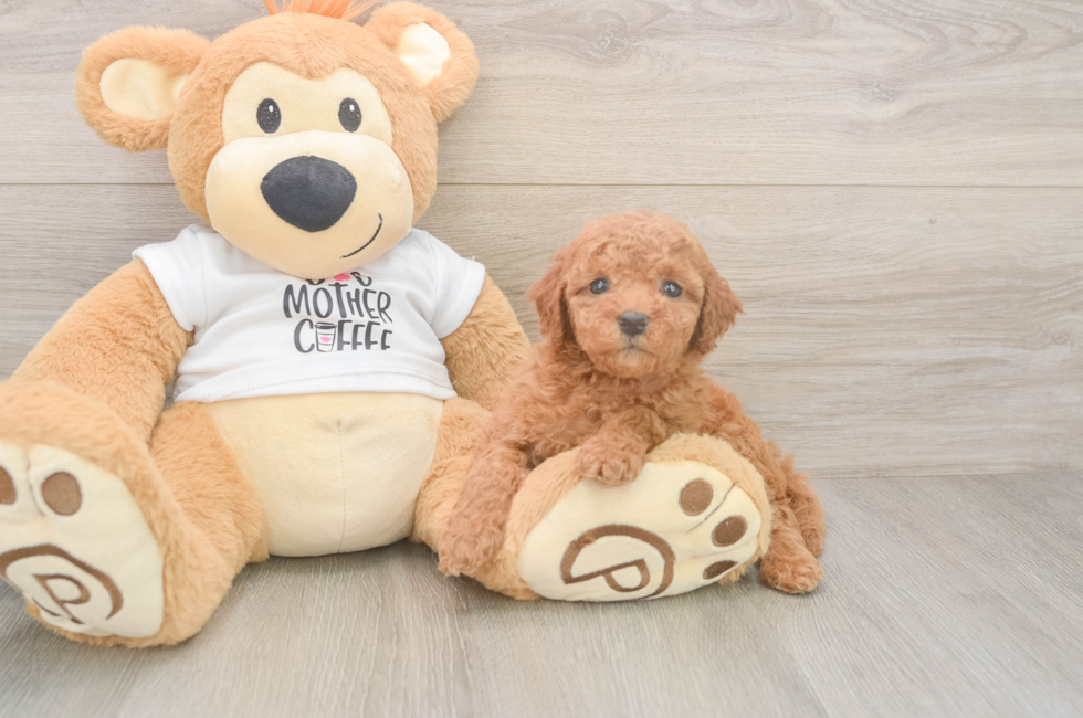 5 week old Mini Goldendoodle Puppy For Sale - Seaside Pups