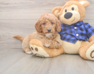 7 week old Mini Goldendoodle Puppy For Sale - Seaside Pups