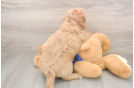 Little Mini Goldenpoo Poodle Mix Puppy