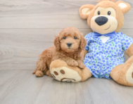 6 week old Mini Goldendoodle Puppy For Sale - Seaside Pups