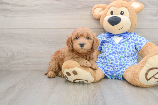 Best Mini Goldendoodle Baby