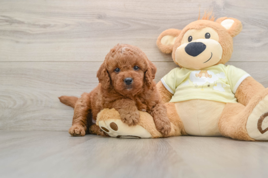 GIGI, a Mini Goldendoodle littermate
