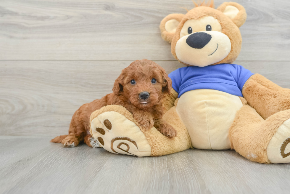 Mini Goldendoodle Pup Being Cute