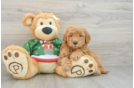 Mini Goldendoodle Puppy for Adoption