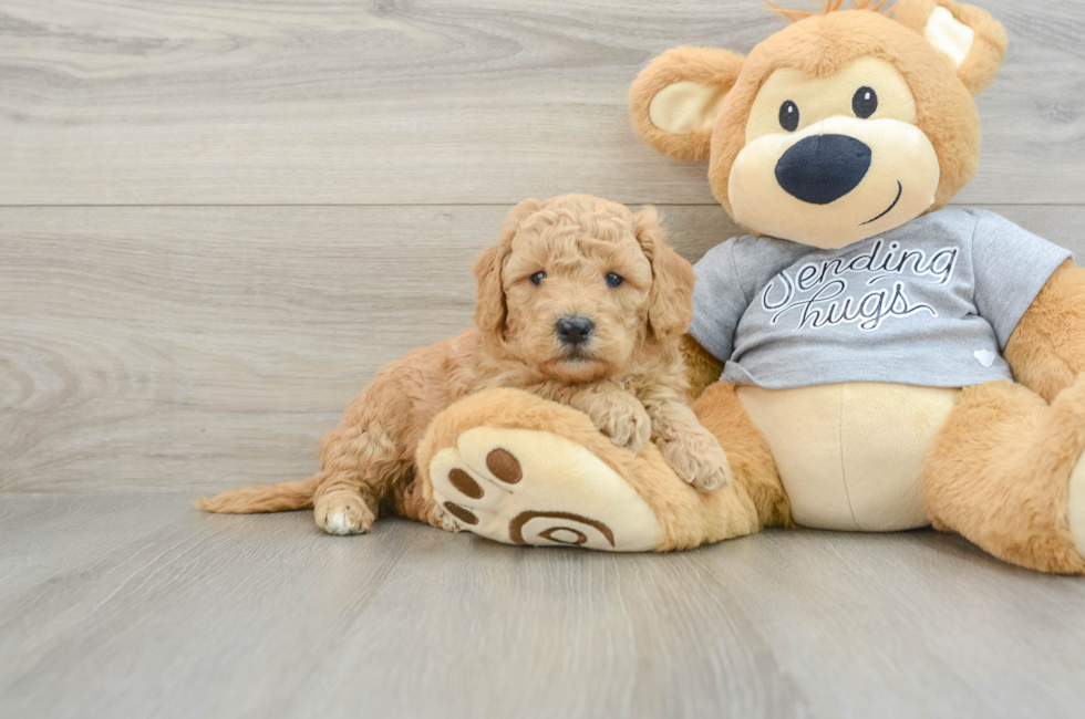 5 week old Mini Goldendoodle Puppy For Sale - Seaside Pups