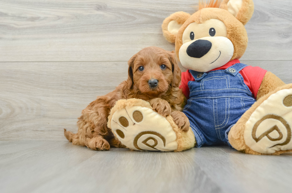 6 week old Mini Goldendoodle Puppy For Sale - Seaside Pups