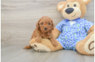 Fluffy Mini Goldendoodle Poodle Mix Pup