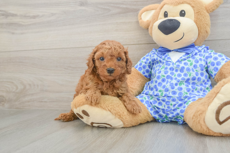 Fluffy Mini Goldendoodle Poodle Mix Pup