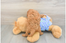 Best Mini Goldendoodle Baby