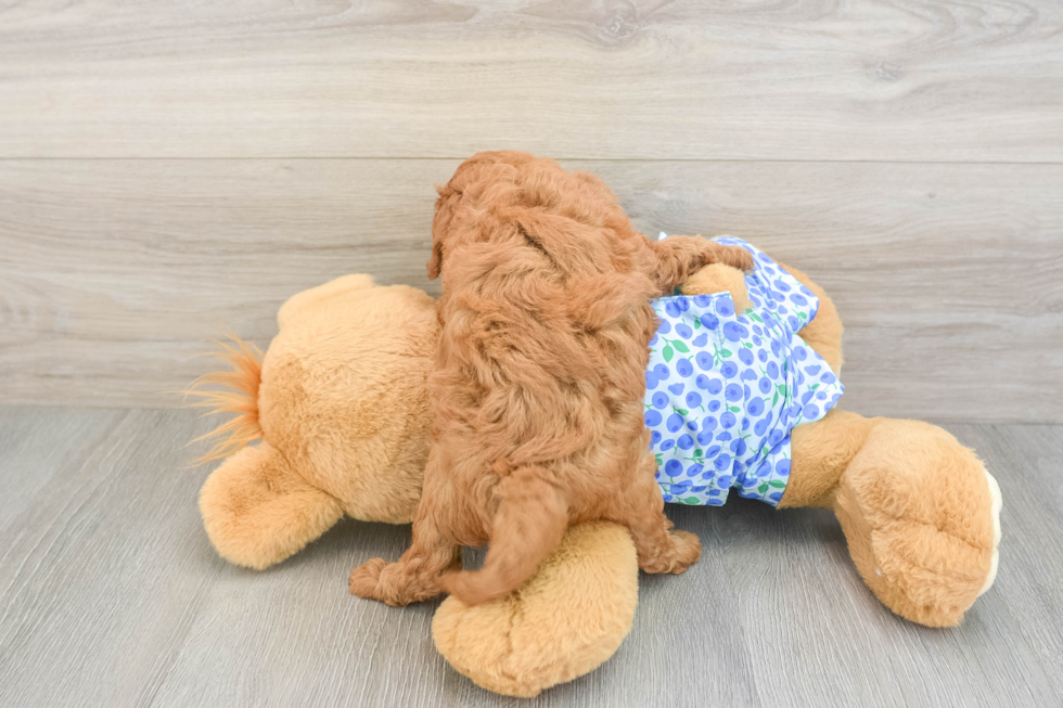 Best Mini Goldendoodle Baby