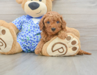 7 week old Mini Goldendoodle Puppy For Sale - Seaside Pups