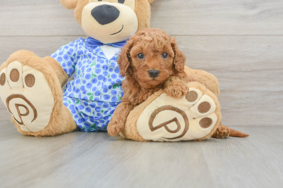 5 week old Mini Goldendoodle Puppy For Sale - Seaside Pups