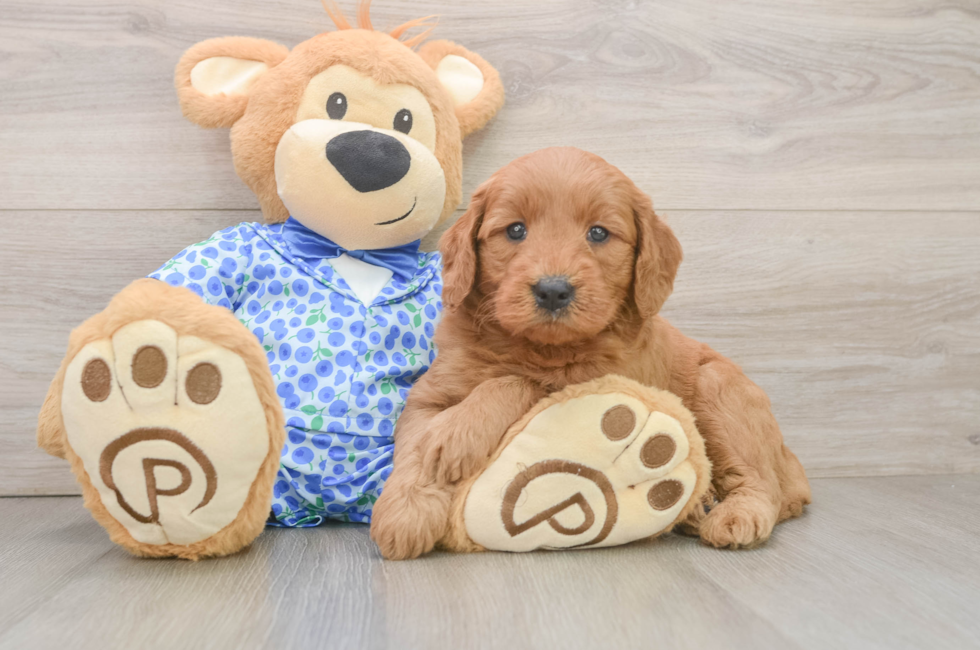 6 week old Mini Goldendoodle Puppy For Sale - Seaside Pups