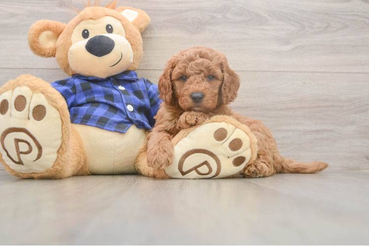 Funny Mini Goldendoodle Poodle Mix Pup