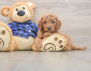5 week old Mini Goldendoodle Puppy For Sale - Seaside Pups