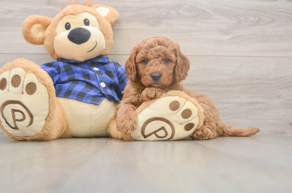 6 week old Mini Goldendoodle Puppy For Sale - Seaside Pups