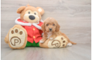 Mini Goldendoodle Pup Being Cute