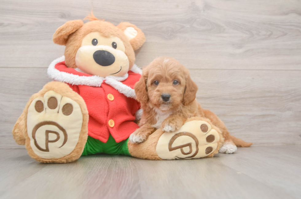 5 week old Mini Goldendoodle Puppy For Sale - Seaside Pups