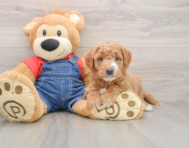 7 week old Mini Goldendoodle Puppy For Sale - Seaside Pups