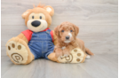 Petite Mini Goldendoodle Poodle Mix Pup