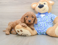 7 week old Mini Goldendoodle Puppy For Sale - Seaside Pups