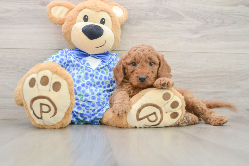 Playful Mini Groodle Poodle Mix Puppy