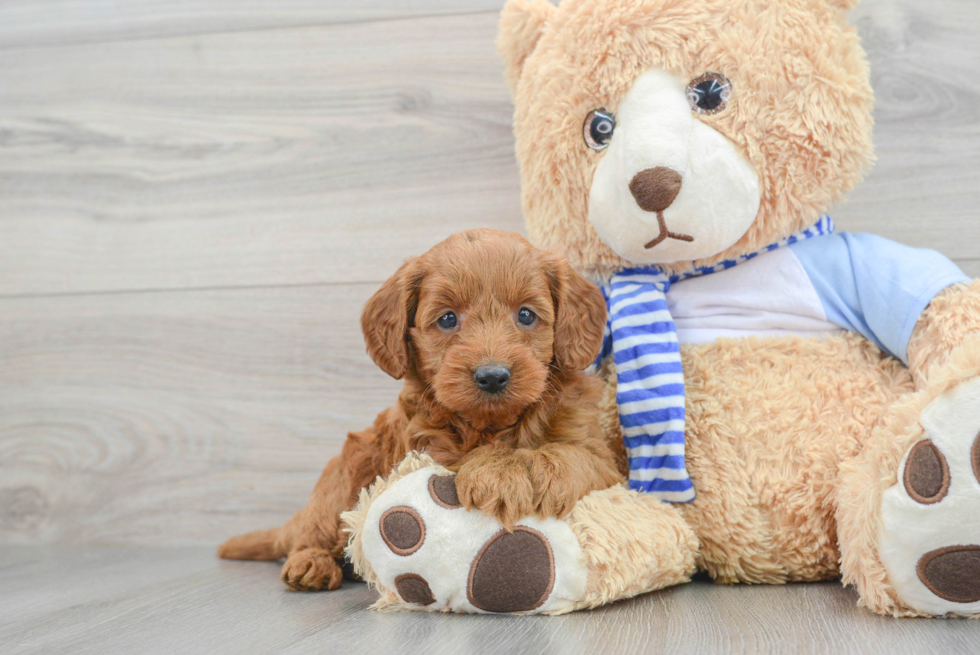 Smart Mini Goldendoodle Poodle Mix Pup