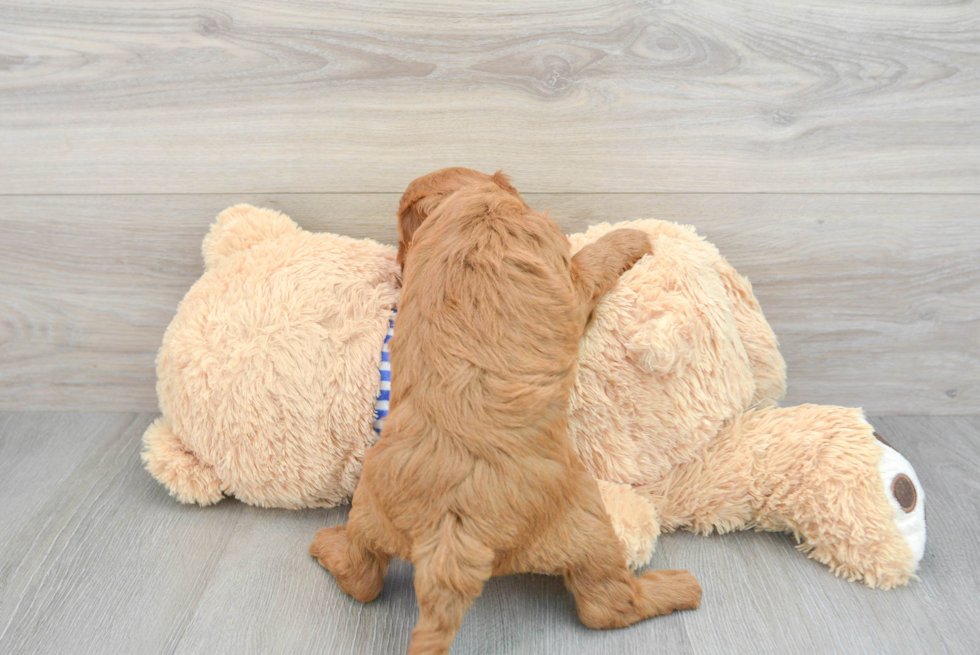 Adorable Golden Retriever Poodle Mix Puppy
