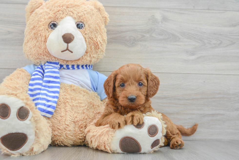 Mini Goldendoodle Puppy for Adoption