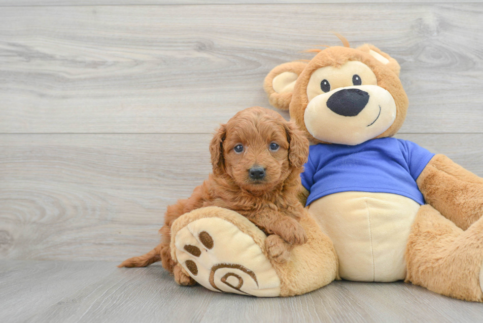 Best Mini Goldendoodle Baby