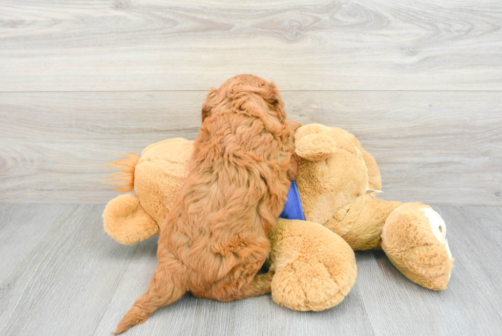 Best Mini Goldendoodle Baby