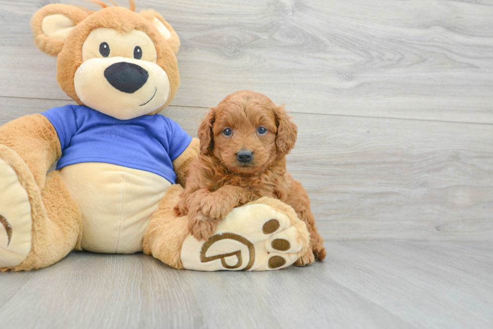 Smart Mini Goldendoodle Poodle Mix Pup