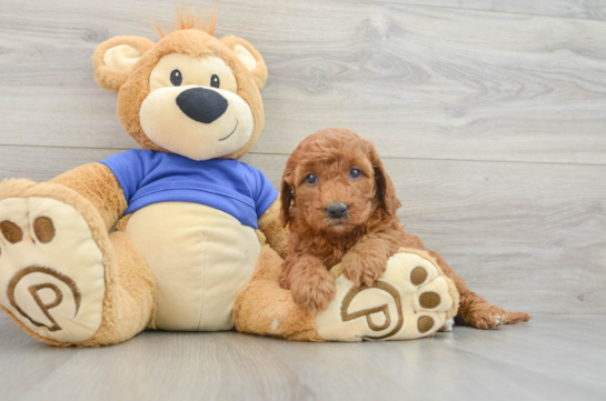 Fluffy Mini Goldendoodle Poodle Mix Pup