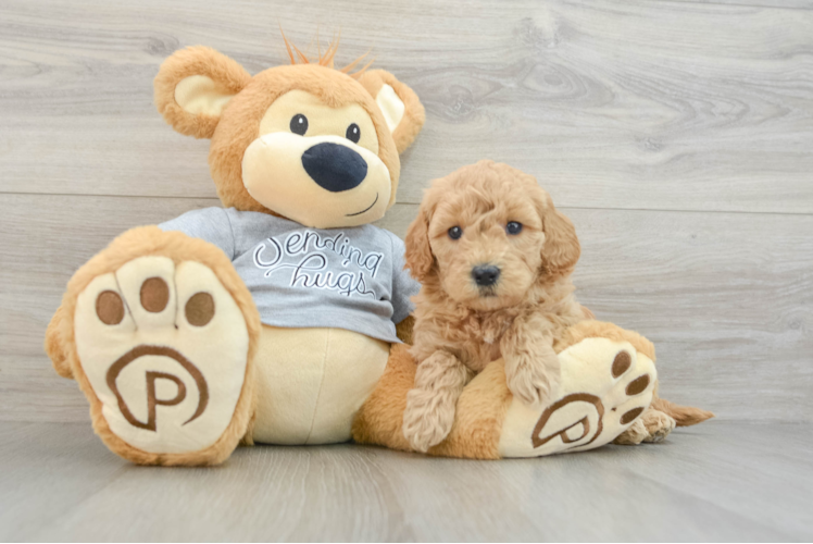 Mini Goldendoodle Puppy for Adoption