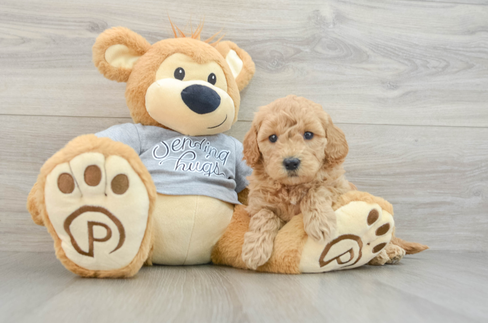 5 week old Mini Goldendoodle Puppy For Sale - Seaside Pups