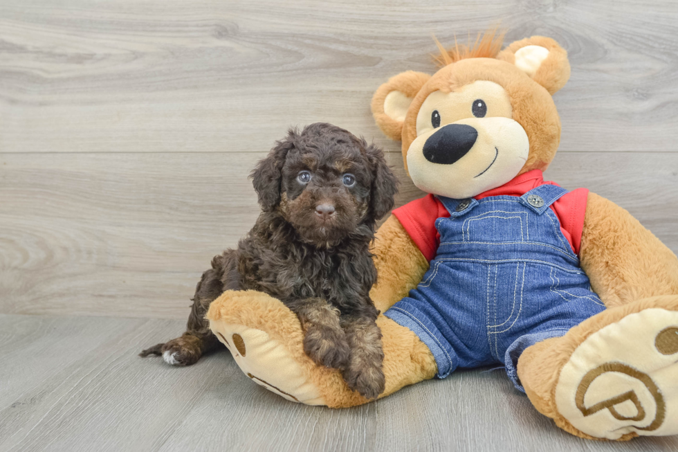 Mini Goldendoodle Pup Being Cute