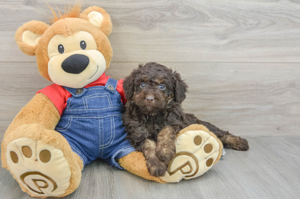 6 week old Mini Goldendoodle Puppy For Sale - Seaside Pups