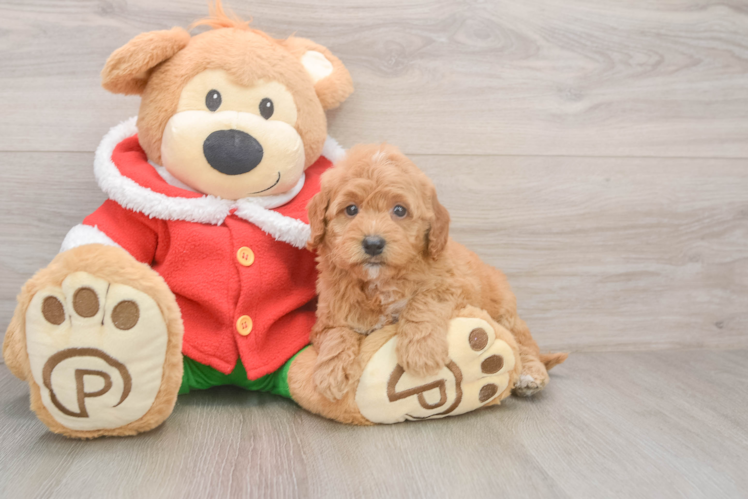 Mini Goldendoodle Pup Being Cute