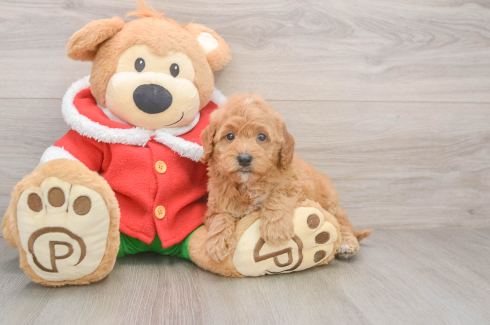 5 week old Mini Goldendoodle Puppy For Sale - Seaside Pups